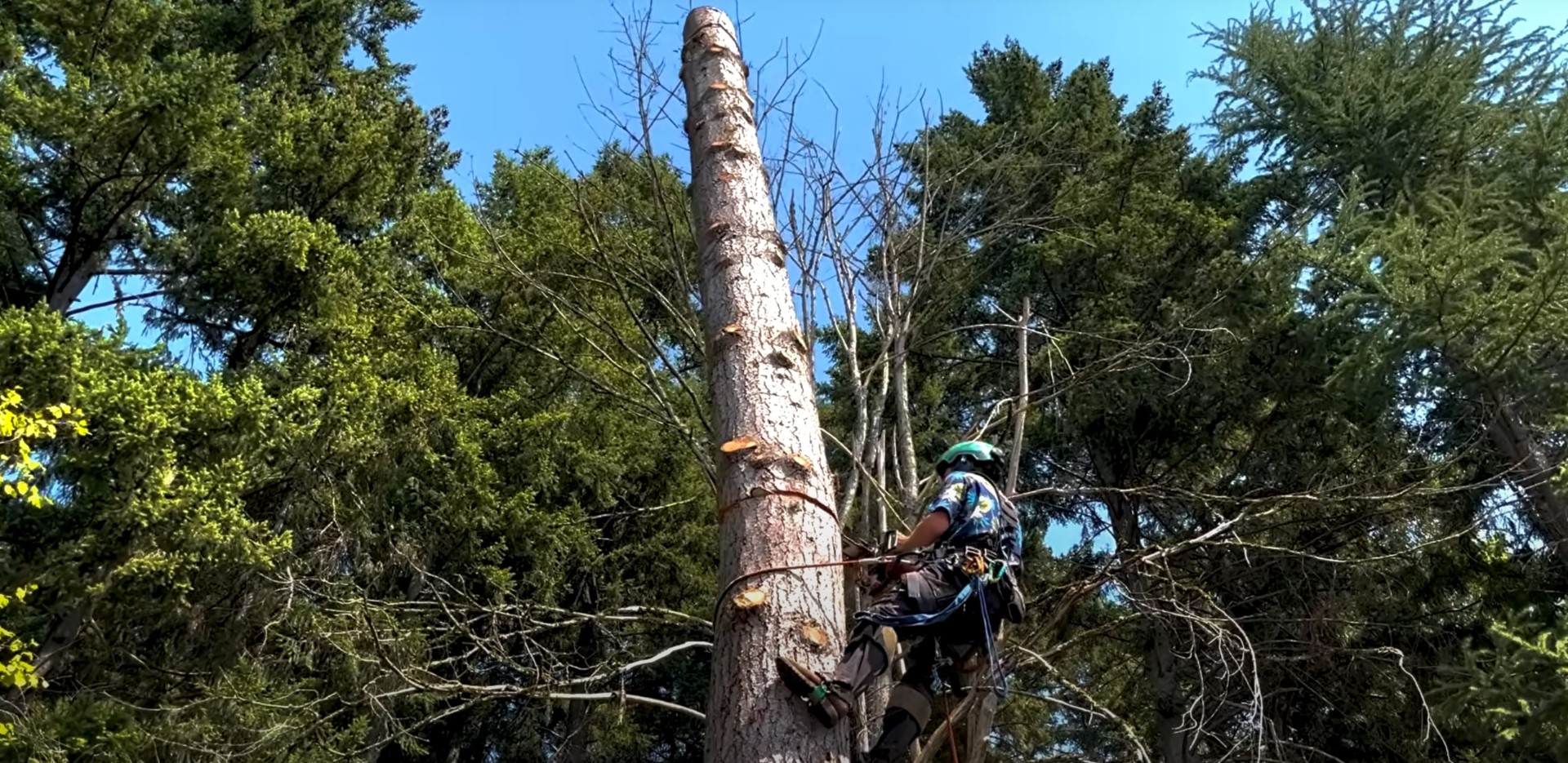 Professional tree climbing and high-altitude tree service work Certified arborist climbing tall tree with professional safety equipment