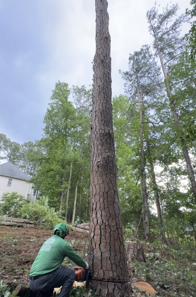 Expert tree removal services in Coral Gables FL Professional tree removal crew safely cutting down large tree with chainsaw