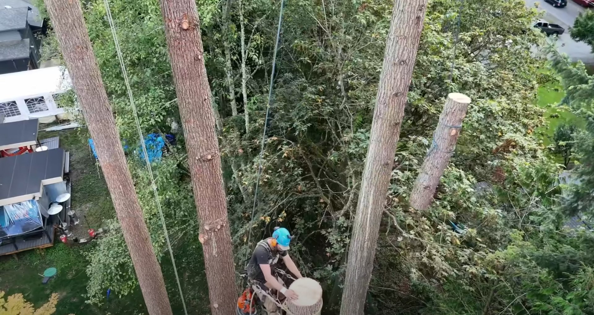 Professional tree service from aerial perspective showing safety protocols Aerial view of arborist working in tree canopy with safety equipment