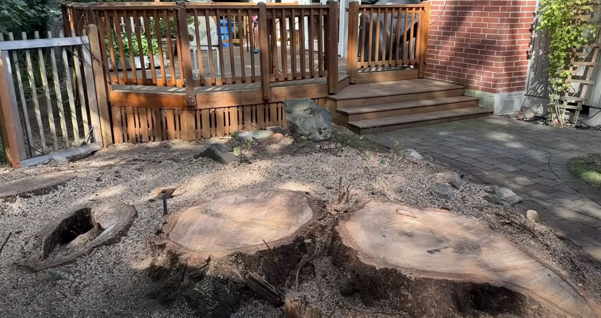 Professional stump removal results with clean yard restoration Tree stumps after professional removal service showing clean yard restoration